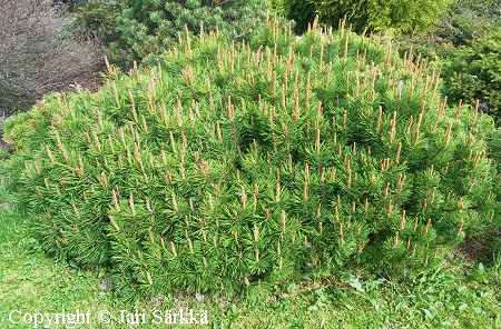 Pinus mugo 'Pumilio' kääpiövuorimänty 